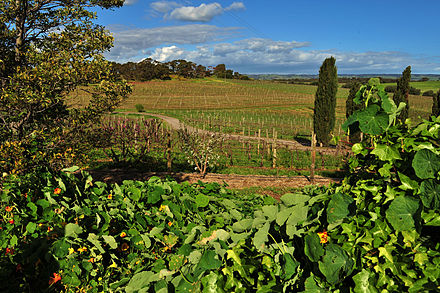 Coriole vineyard. South Australia's wine industry is the largest in Australia.