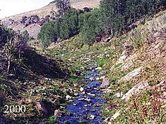 Zona ribereña de Cottonwood Creek durante la restauración, en 2000