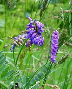 Fuglestikk (Vicia cracca)