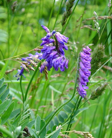 Tập_tin:Cow_vetch2.jpg