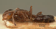 Миниатюра для Файл:Crematogaster inops casent0101162 profile 1.jpg