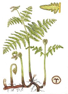 fern plant diagram