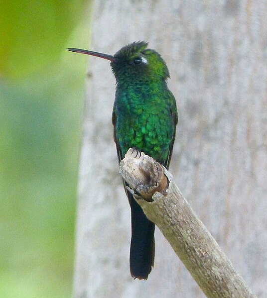 File:Cuban Emerald. Chlorostilbon ricordii - Flickr - gailhampshire (1).jpg