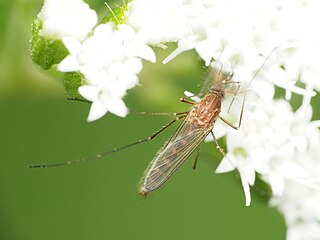 <i>Culex restuans</i> Species of fly