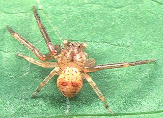 <i>Pharta</i> Genus of spiders