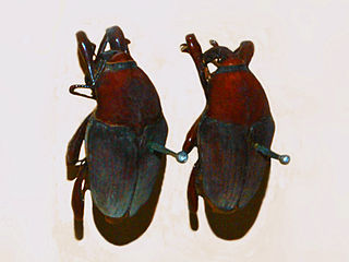 <i>Barystethus</i> Genus of beetle