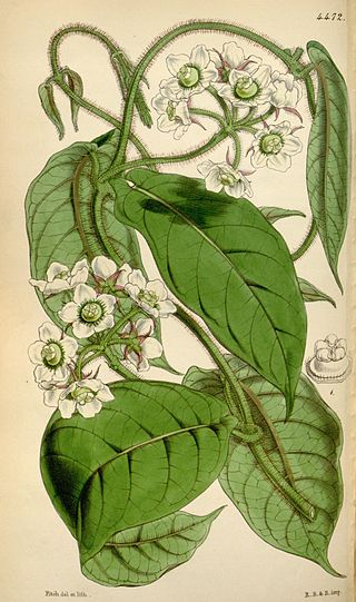 <i>Fischeria</i> (plant) Genus of flowering plants
