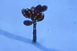 <i>Curvularia</i> Genus of fungi