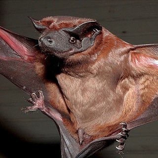 Cinnamon dog-faced bat Species of bat