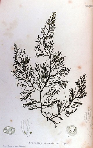 <i>Cystoseira</i> Genus of seaweeds