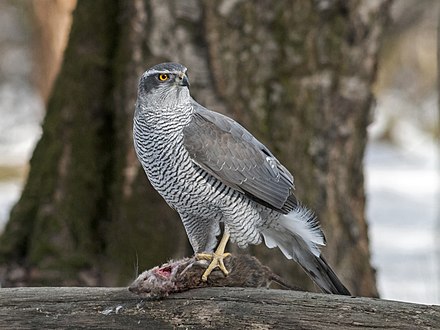 A goshawk preying on a brown rat in a fairly urbanized area.