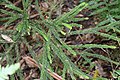 Dacrydium araucarioides Tomah.jpg