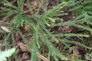 <i>Dacrydium araucarioides</i> Species of conifer