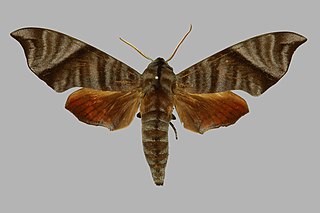 <i>Dahira falcata</i> Species of moth