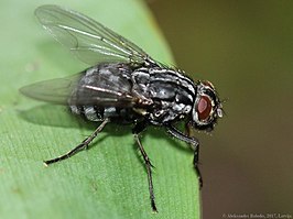 Dasyphora albofasciata