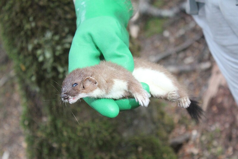 File:Dead stoat, trapped in Fiordland National Park.jpg