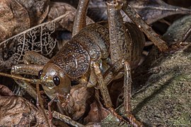 Deinacrida heteracantha (Freilandfoto)