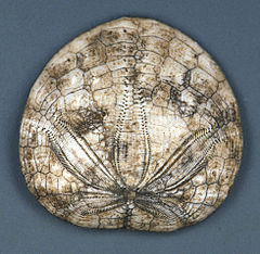 Dendraster gibbsi fossil sand dollar (Etchegoin Formation, Lower Pliocene; Kettleman Hills, west-central Kings County, south-central California, USA) (15279728716).jpg