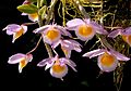 Dendrobium loddigesii