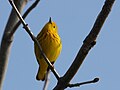 * Nomination Yellow Warbler, Dendroica petechia --Cephas 17:30, 16 May 2009 (UTC) * Decline  Comment A bit noisy. --Eusebius 10:39, 21 May 2009 (UTC)  Oppose Too much details got lost in NR. --Afrank99 08:21, 25 May 2009 (UTC)