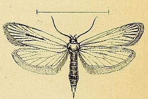 Deroxena venosulella.JPG