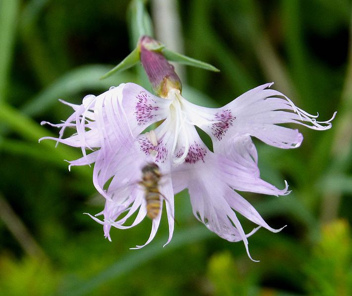 File:Dianthus (16101195137).jpg