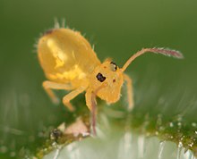 Dicyrtomina minuta (7021823147).jpg 