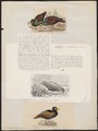 Didunculus strigirostris - 1700-1880 - Print - Iconographia Zoologica - Special Collections University of Amsterdam - UBA01 IZ15600323.tif