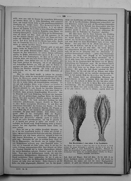 File:Die Gartenlaube (1878) 529.jpg