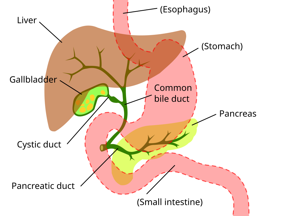 Digestive system showing bile duct