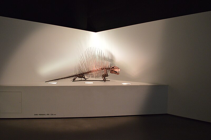 File:Dimetrodon Specimen at the Houston Museum of Natural Science.JPG