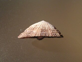Lateral view of a shell of Diodora lineata Diodora lineata.jpg