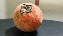 Diospyros discolor (velvet apple, velvet persimmon or mabolo tree) of Bangladesh 02.jpg