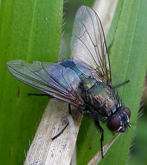 Diptera-Muscidae-Eudasyphora-cyanella-20120413a.JPG görüntüsünün açıklaması.