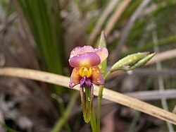 Diuris longifolia.JPG