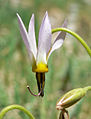 Dodecatheon redolens 5.jpg