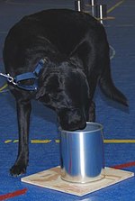 Vorschaubild für Datei:Dogs in Action - Flickr - The Central Intelligence Agency (1).jpg