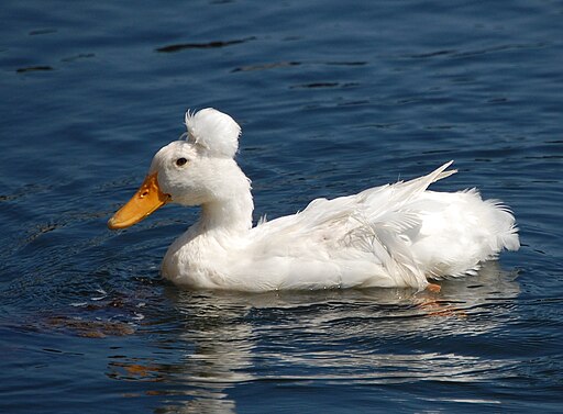 white duck with a tuft on its head - a funny duck breed!