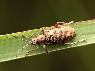 <i>Donacia liebecki</i> Species of beetle