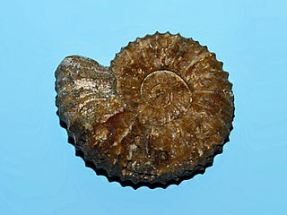 <i>Pavlovia</i> Genus of molluscs (fossil)