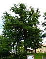 Dub na náměstí v Doubravě