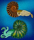 Thumbnail for Hoplites (ammonite)