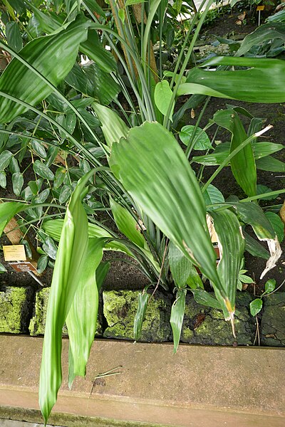 File:Dracaena aubryana-Jardin botanique Meise (2).jpg