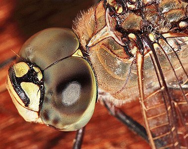 2006 年影到嘅一隻蜻蜓頭部近睇； 典型嘅蜻蜓對複眼好大。
