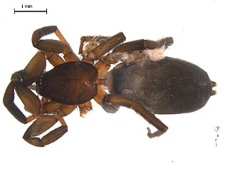<i>Drassyllus insularis</i> species of arachnid