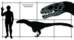 Dromaeosauroides: Descoberta, Descrição, Classificação