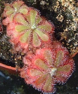 <i>Drosera aliciae</i>