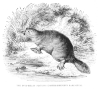 Duck-Billed Platypus 1853.png