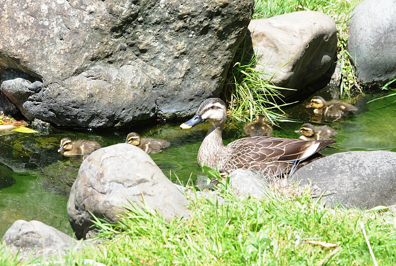 File:Ducks of Zama 101 130703-A-VH820-242.jpg