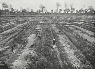 Irrigation ditches in the clearing prepared for planting. Procurement costs for the Decauville railway with 406 mm gauge